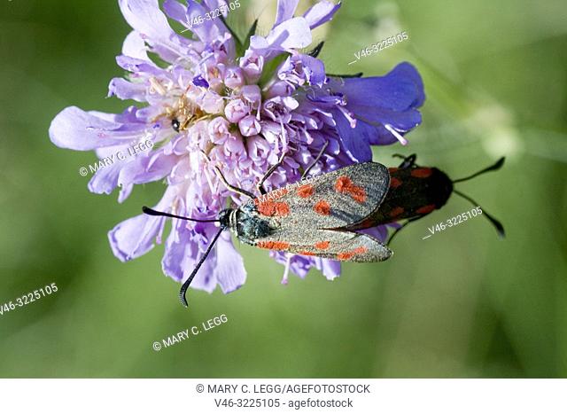 Slender Scotch Burnet, Zygaena loti. Blackish moth with red spots. Wingspan 25-35mm. Flight: June-August. Day-flying moth that inhabits dry scrubland