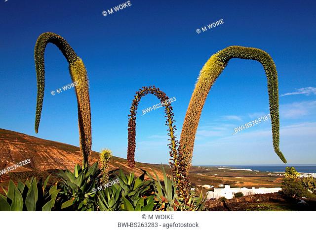 foxtail agave, spineless century plant Agave attenuata, blooming, Canary Islands, Lanzarote, Tabayesco