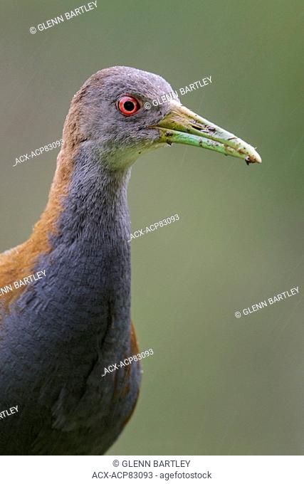 Slaty-breasted Wood-Rail (Aramides saracura) on the ground in the Atlantic rainforest of southeast Brazil