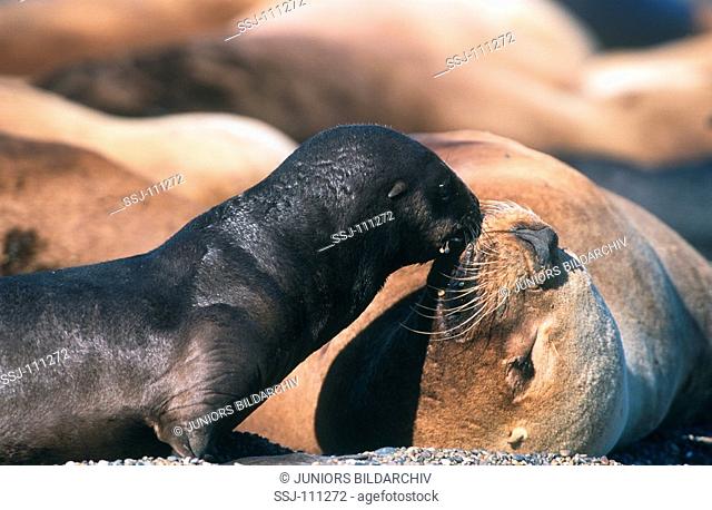 young South American sea lion with mother / Otaria flavescens