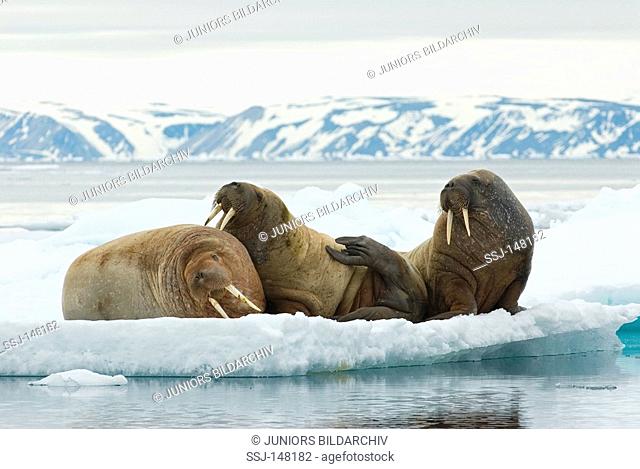 three walrusses - lying on ice floe / Odobenus rosmarus