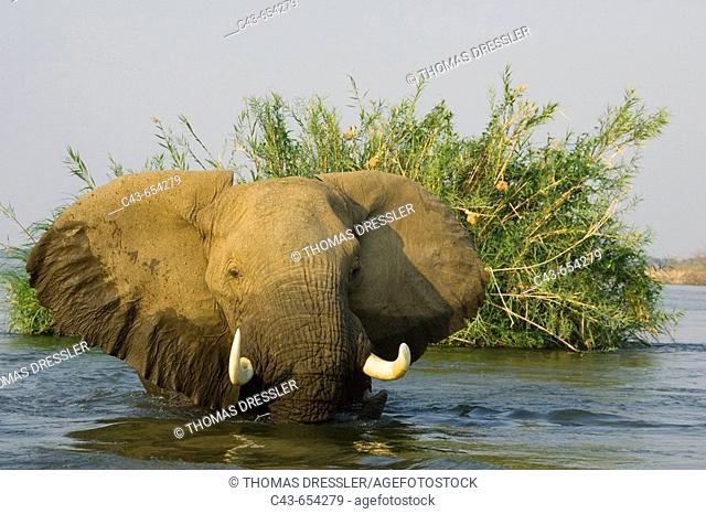 Bull in the Zambezi River has been feeding on a reed island and now has a closer look at the photographer. In the background the bank of the Mana Pools National...