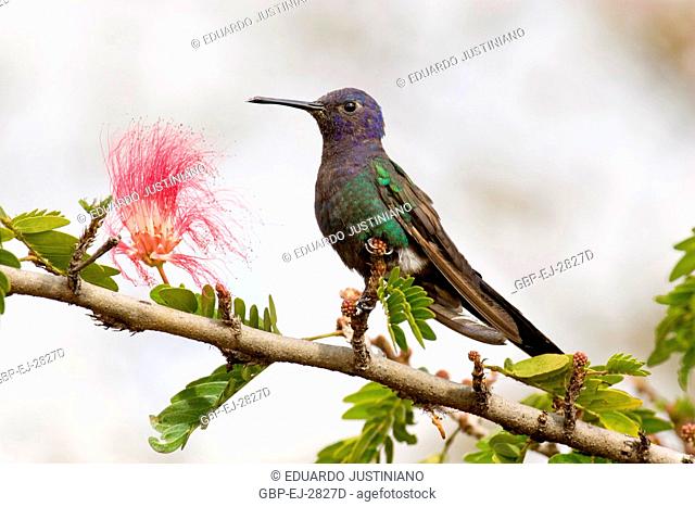 Hummingbird, Hummingbird, Distrito Federal, Brasília, Brazil