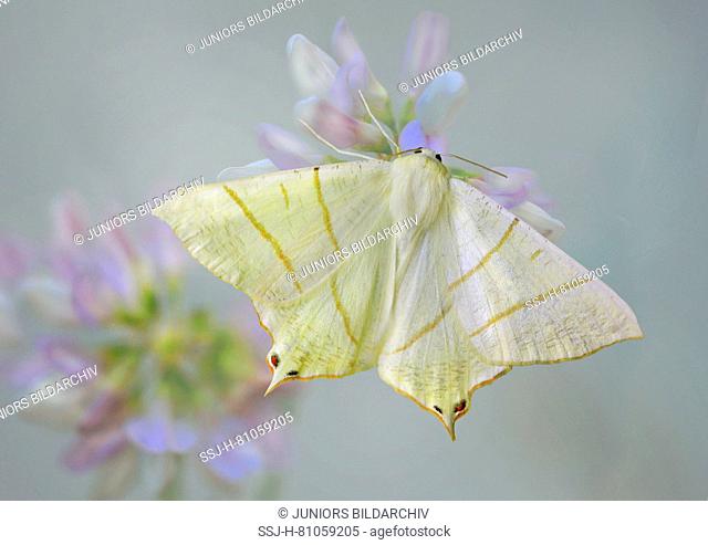 Swallow-tailed Moth (Ourapteryx sambucaria) on a flower