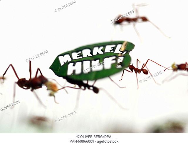 Leaf-cutting ants carrying a leaf that has the words 'Merkel, hilf!' (Merkel, help!) carved into it run through a pipe in the zoo of Cologne,  Germany