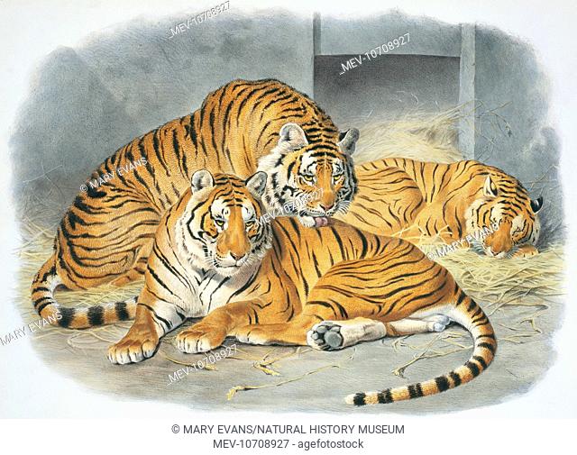 Felis tigris. Plate from A Monograph of the Felidae, or Family of the Cats, 1833, by Daniel Giraud Elliot. Illustrated with 43 hand-coloured lithographs from...