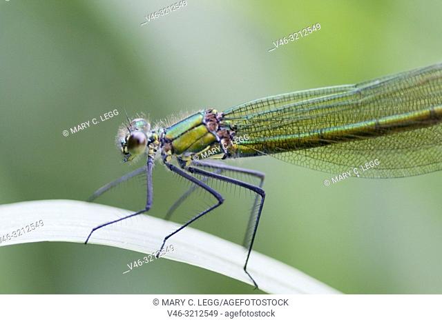 Female Banded Demoiselle, Calopteryx splendens. Showy metallic blue damselfly that inhabits slow moving rivers, streams. Females are metallic green