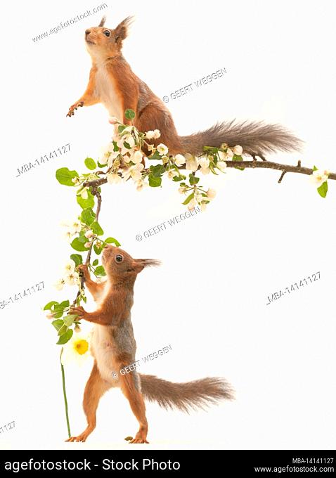 red squirrels are standing with apple flowers branches