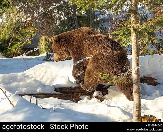 Eurasian brown bear or common brown bear (Ursus arctos arctos) during spring. Enclosure in the National Park Bavarian Forest, Europe, Germany, Bavaria