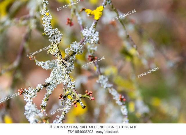 natural abstract background with twigs and lichen