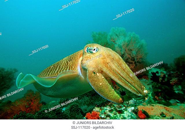 Sepia, Cuttlefish, Sepia pharaonis