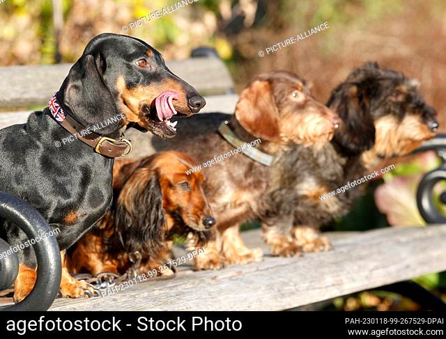 18 January 2023, North Rhine-Westphalia, Dortmund: Short- and long-haired dachshunds trained as hunting dogs sit on a bench at a preview of the ""Jagd & Hund""...