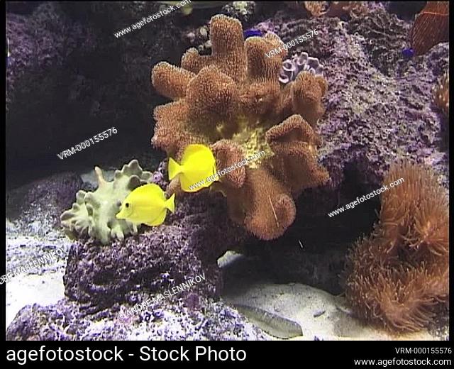 Corals with yellow coral fish