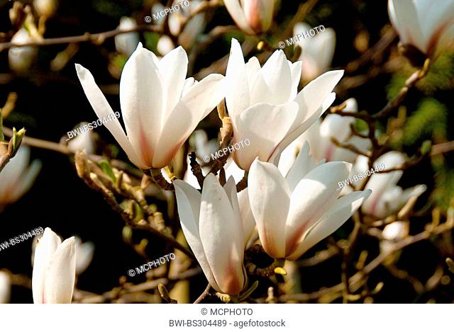 Huangshan magnolia (Magnolia cylindrica), flowers