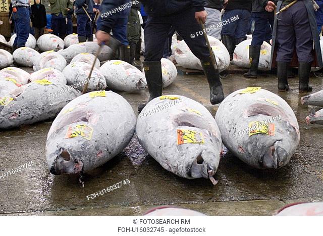 Frozen tuna, tokyo fish market