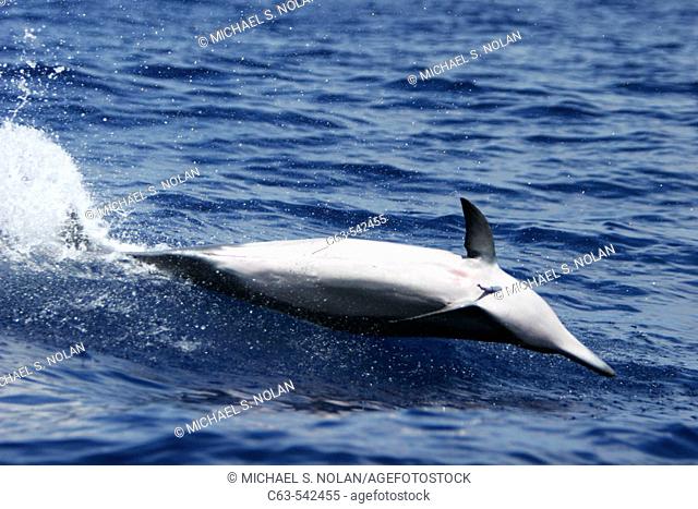 Male Hawaiian Spinner Dolphin (Stenella longirostris) spinning (note the remora attached to chest) in the AuAu Channel off the coast of Maui, Hawaii, USA