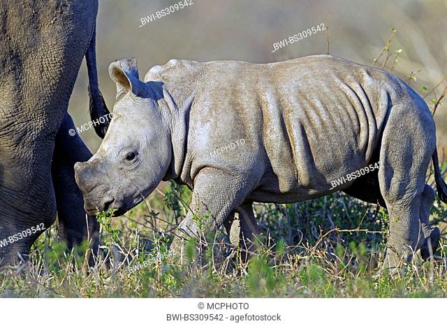 white rhinoceros, square-lipped rhinoceros, grass rhinoceros (Ceratotherium simum), infant in savanna, side view, South Africa, Hluhluwe-Umfolozi National Park