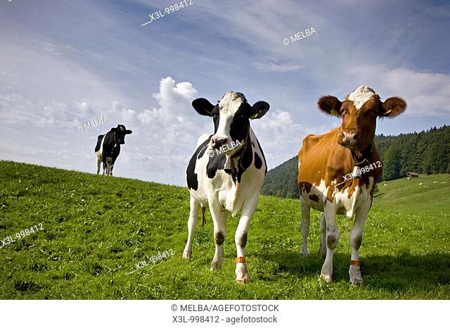 Cows  Le Brassus  Switzerland