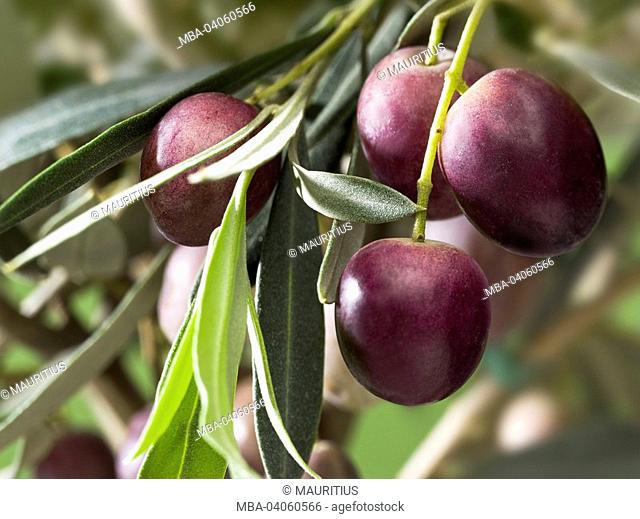 Olive branch, Olea europaea, olives, ripe, close-up