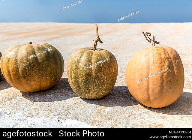 pumpkins, museo agricola el patio, open-air museum, founded in 1845, tiagua, lanzarote, canary islands, spain, europe