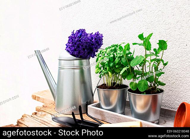 Gardening hobby concept, blue purple Hyacinth, green mint and basil herbs in metal pot, small garden pitchfork or rake and shovel, gloves, ceramic pot