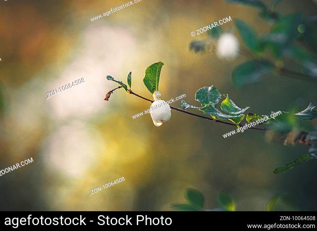 Snowberry hanging on a small twig with a droplet of dew in the morning sun in the fall
