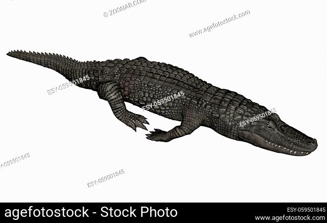 Crocodile relaxing isolated in white background - 3D render