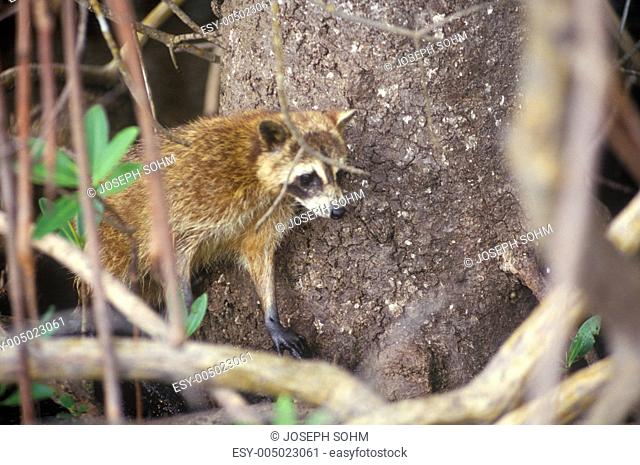 Raccoon in Wild, Everglades National Park, 10, 000 Islands, FL