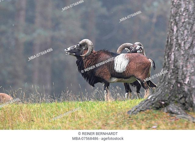 Rutting mouflon, forest glade, Ovis ammon musimon