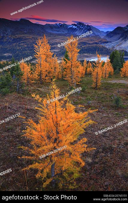 Golden Larch In Sunset Alpenglow From The Niblet in Mt Assiniboine Provincial Park in British Columbia Canada
