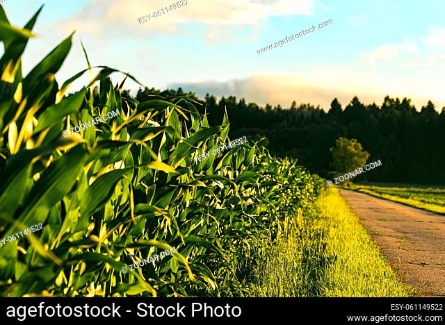 Corn field in sunset. Maize agriculture theme. Farming in Austria, Styria