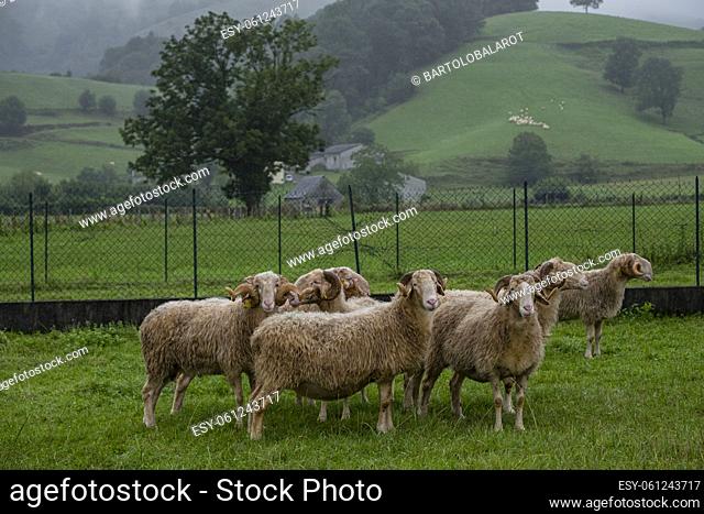 French Laxas sheep, Aquitaine region, Pyrénées-Atlantiques department, France