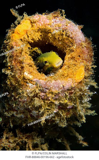 Variable Sabretooth Blenny (Petroscirtes variabilis), in coral-encrusted bottle, Bianca dive site, Lembeh Straits, Sulawesi, Indonesia