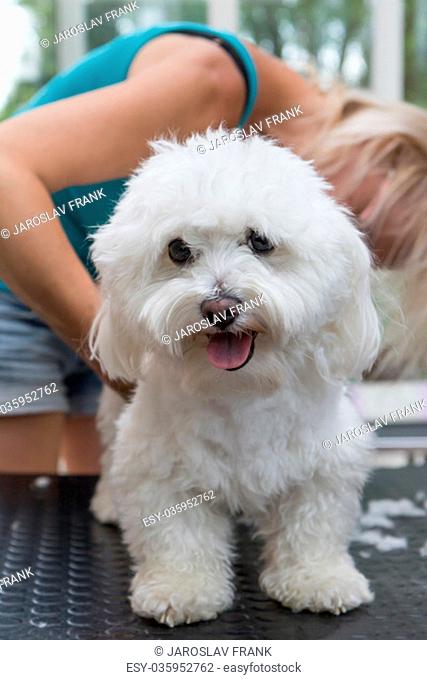 Grooming smiling white Bolognese dog. Dog is standing on the grooming table and is looking at the camera. Vertically