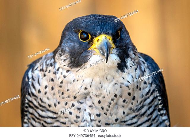 The peregrine falcon (Falco peregrinus) bird of prey portrait