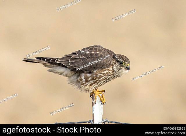 A prairie falcon is perched on a metal fence post in north Idaho