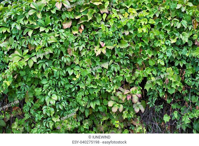 Bush fence hedge, green texture of vine leaves wall