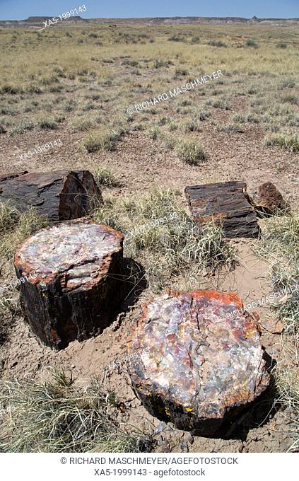 USA, Arizona, Petrified Forest National Park, petrified logs from the late Triassic period, 225 million years ago