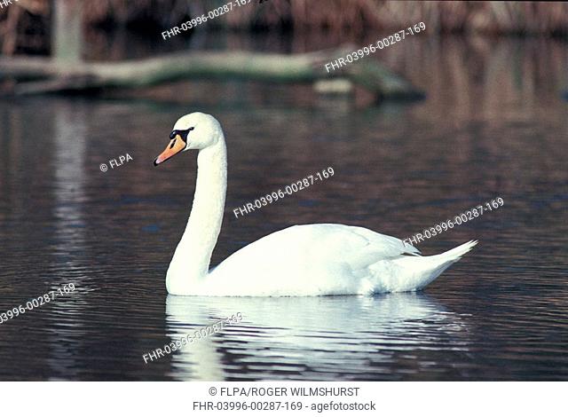 Mute Swan Cygnus olor On water - Arundel, Sussex