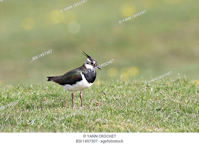 Northern lapwing Northern lapwing Vanellus vanellus, Shetland Islands, Scotland. Vanellus vanellus  Northern lapwing  Lapwing  Charadriid  Wading bird  Limicole...