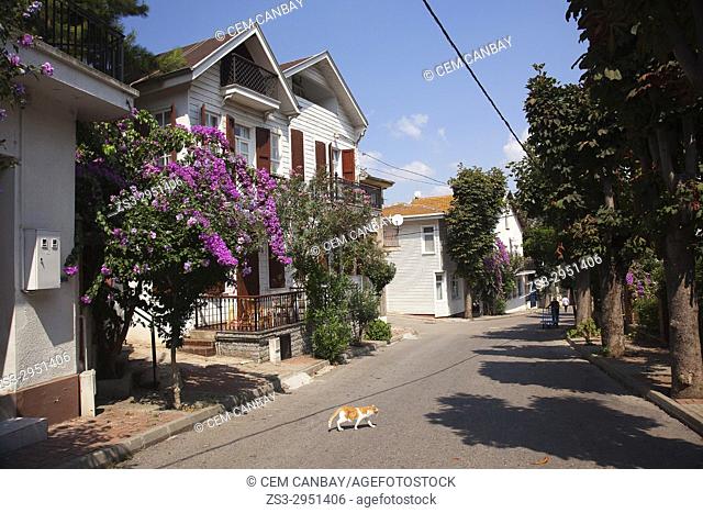 Traditional wooden houses in Buyukada-Prinkipos with a cat in the foreground, the largest of the Princes' Islands, Marmara Sea, Istanbul, Turkey, Europe