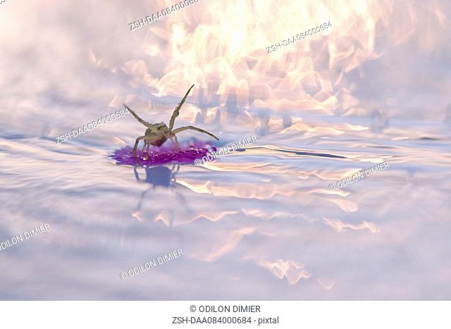 Spider floating on debris in water