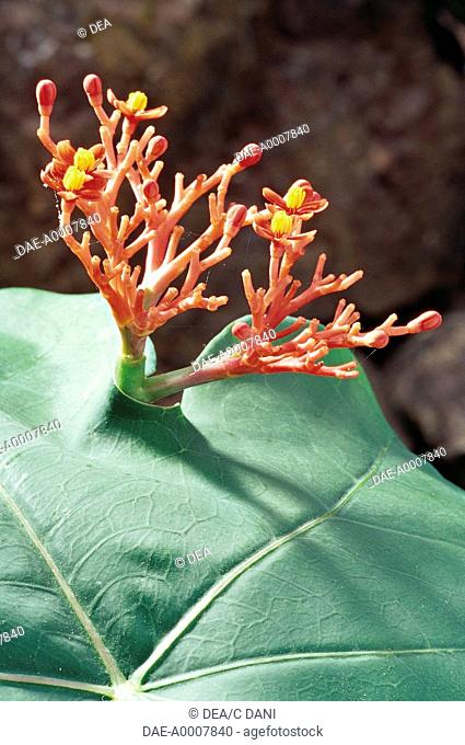 Botany - Euphorbiaceae. Goutystalk nettlespurge (Jatropha podagrica)