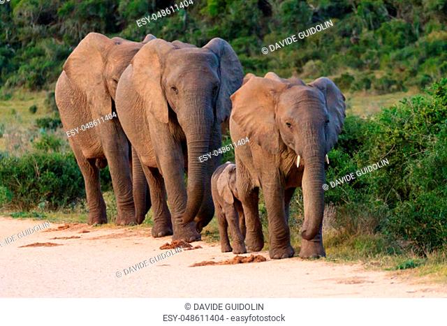 Family of elephants from Addo Elephant National Park, South Africa. African wildlife