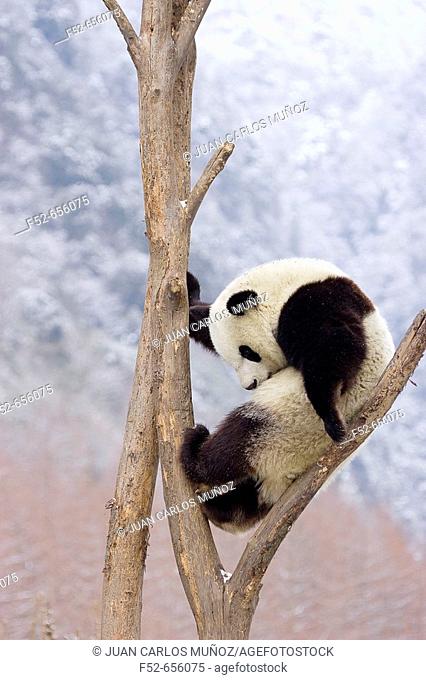 Giant Panda (Ailuropoda melanoleuca). China