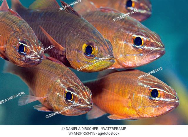 Shaol of Cardinalfish, Apogon moluccensis, Ambon, Moluccas, Indonesia