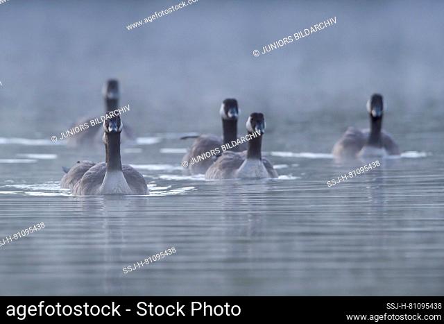 Canada Goose (Branta canadensis). Group of adult swimming in morning mist. Germany