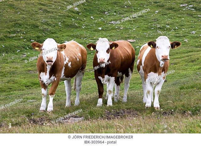 Three cows looking, meadow near by Grossglockner Hochalpenstrasse, national park Hohe Tauern, Austria