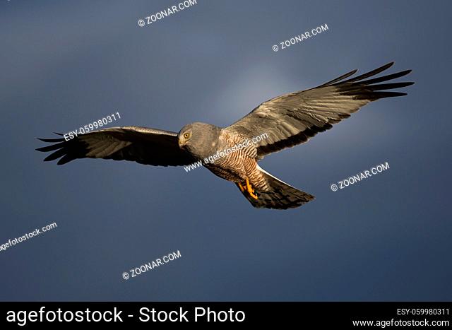 Male cinereous harrier flying in the blue sky, over the Laguna Nimez in Patagonia, Argentina