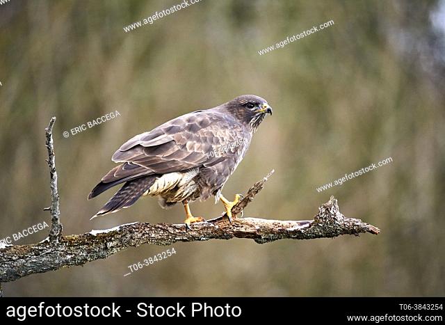 Common Buzzard (Buteo buteo) perched on branch. Moselle, France